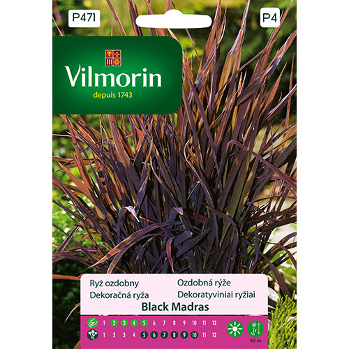 1 szt, Ryż ozdobny Black Madras Vilmorin - Nasiona: Ilość w opakowaniu: 1 g