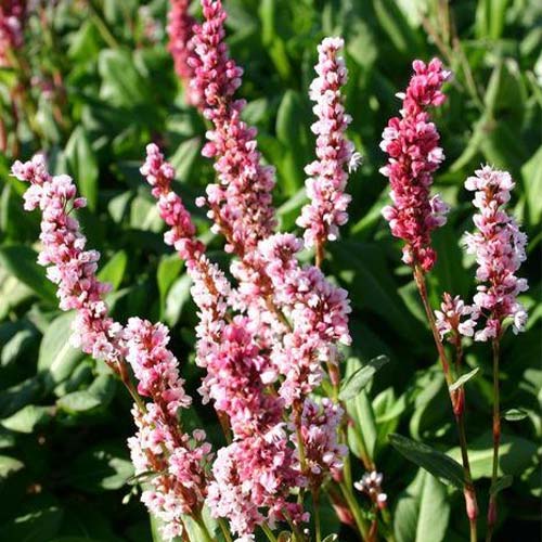1 buc, Polygonum compactum Roseum - Răsaduri: Mod de ambalare: 1 buc