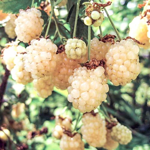 1 buc, Mur Polarberry - Puieți: Mod de ambalare: 1 buc