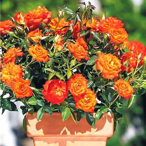 1 buc, Trandafiri miniatur Mandarin - Butași: Mod de ambalare: 1 buc