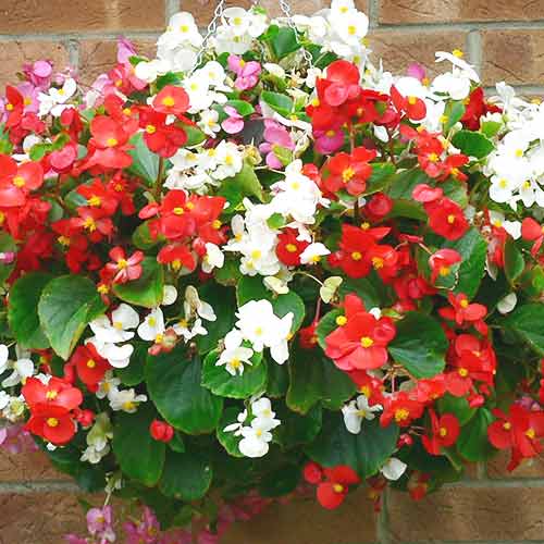 1 pac, Begonie Prima F1, mix multicolor Legutko - Semințe: Mod de ambalare: 0.1 g