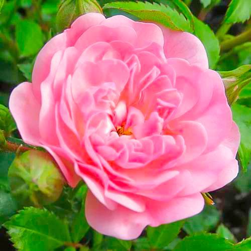 1 buc, Trandafir teahibrid Fairy - Butași: Mod de ambalare: 1 buc