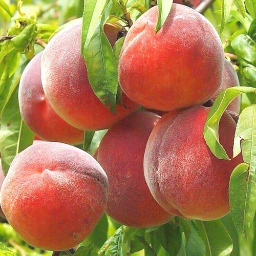 1 buc, Piersic Royal Summer, С2 - Puieți: Mod de ambalare: 1 buc