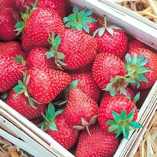 5 buc, Căpșuni Symphony - Răsaduri: Mod de ambalare: 5 buc