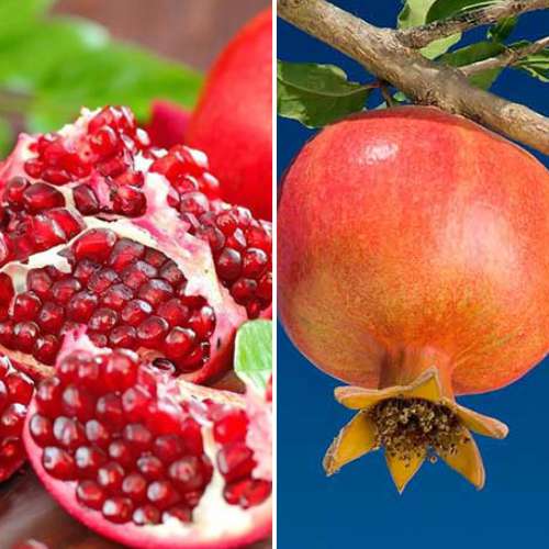 2 buc, Ofertă specială! Rodie Duo, set de 2 soiuri - Puieți: Mod de ambalare: 2 buc