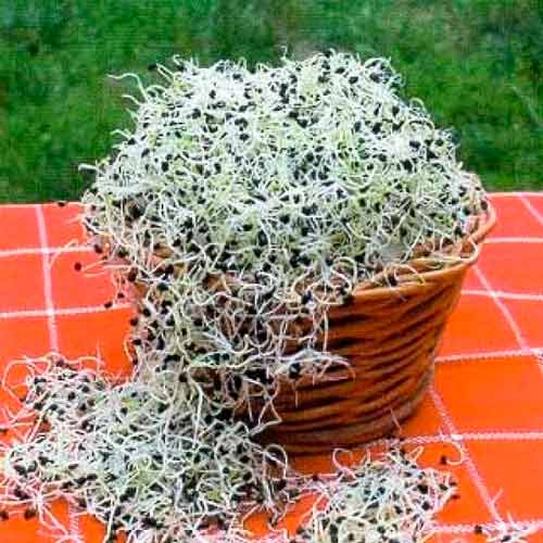 1 pac, Germeni Ceapă - Semințe: Mod de ambalare: 10 g