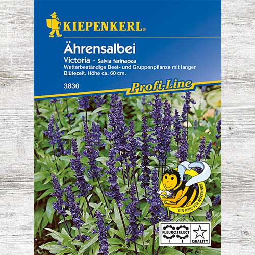 1 pac, Salvie mexicană Victoria - Semințe: Mod de ambalare: 1 pac