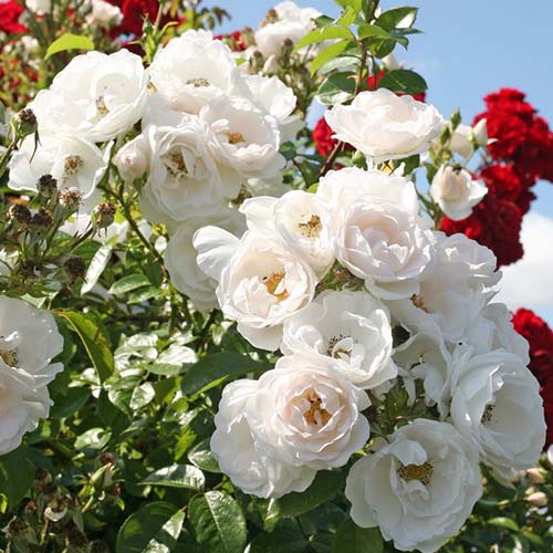 1 buc, Trandafir urcător Hella - Butași: Mod de ambalare: 1 buc