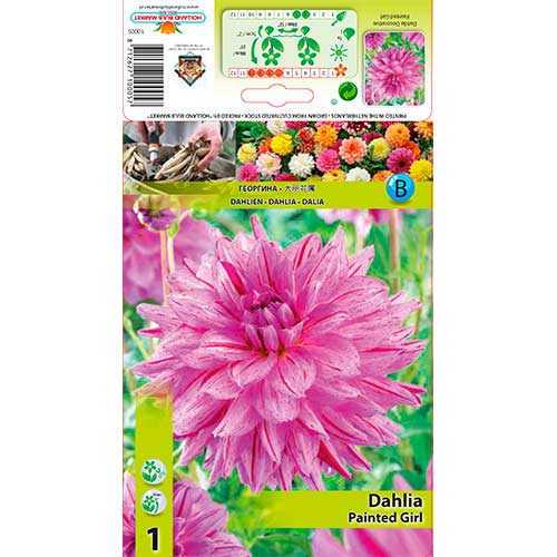 1 buc, Dalie Painted Girl - Bulbi: Mod de ambalare: 1 buc