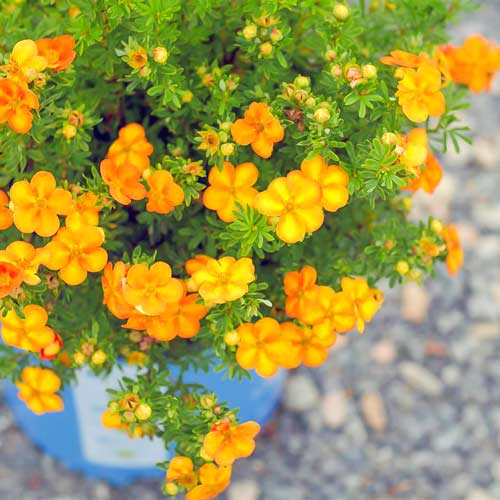 1 buc, Potentilla Bella Apple - Răsaduri: Mod de ambalare: 1 buc