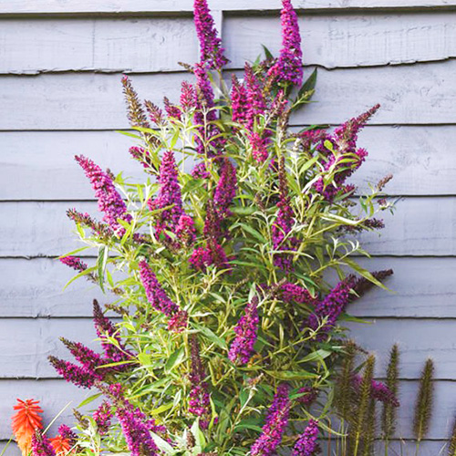 1 buc, Liliac de vară Butterfly Tower - Răsaduri: Mod de ambalare: 1 buc