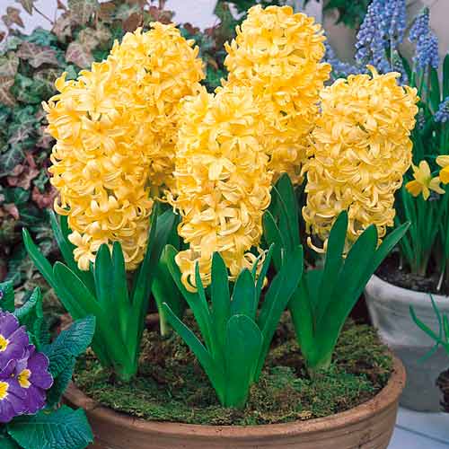 1 buc, Pachet economic! Zambile City Of Haarlem - Bulbi: Mod de ambalare: 1 buc