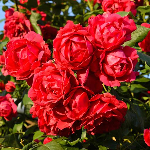 1 buc, Trandafir urcător Paul's Scarlet Climber - Butași: Mod de ambalare: 1 buc