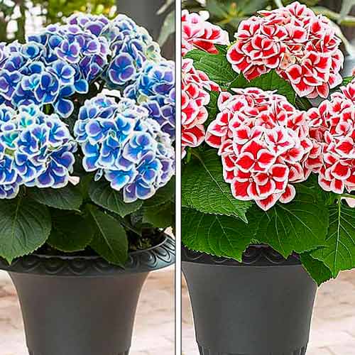 Ofertă specială! Hortensia, set de 2 soiuri - Răsaduri: Mod de ambalare: 2 buc