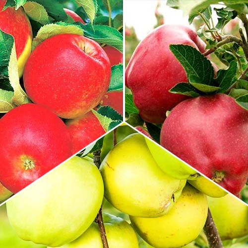 Meri Trio, set de 3 soiuri - Puieți: Mod de ambalare: 3 buc