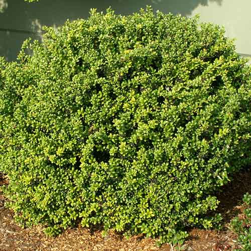 1 buc, Laur Caroline Upright - Răsaduri: Mod de ambalare: 1 buc