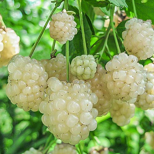 1 saz, Ostružina White - : Monžstvo balíkov: 1 saz