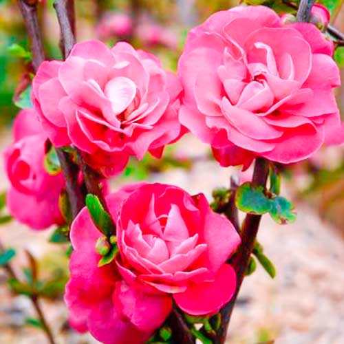 1 saz, Kdoule japonská Pink Storm - : Monžstvo balíkov: 1 saz