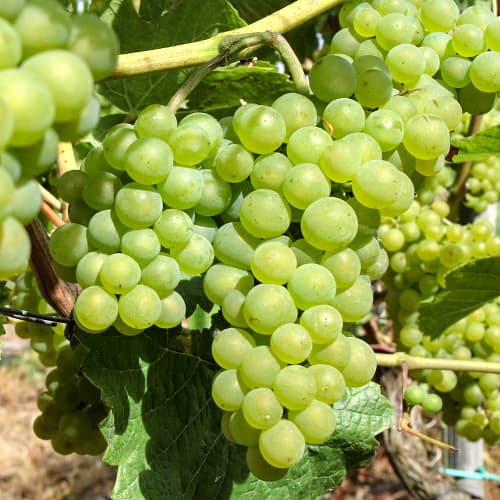 1 saz, Vinná réva Perła Zalii - : Monžstvo balíkov: 1 saz