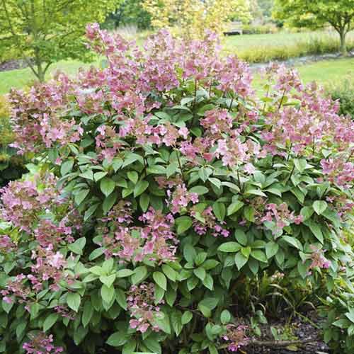 1 saz, Hortenzie latnatá Magical Flame - : Monžstvo balíkov: 1 saz