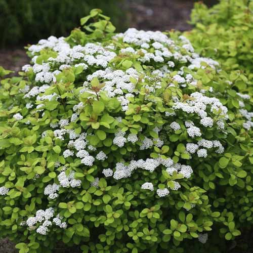 1 saz, Tavolník Tor Gold PBR, C2 - : Monžstvo balíkov: 1 saz