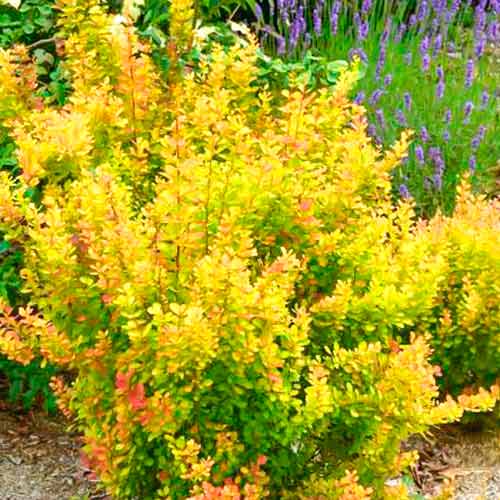 1 saz, Dřišťál Orange Torch - : Monžstvo balíkov: 1 saz