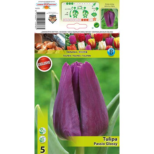 5 kus, Tulipán Passio Glossy - : Monžstvo balíkov: 5 kus