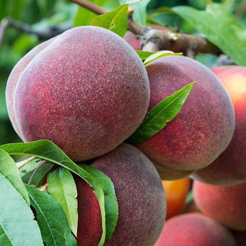 1 db, Őszibarack Kingpart, С2 - Palánták: Mod de ambalare: 1 db