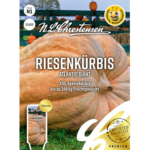 1 szt, Tök Atlantic Giant - Magok: Mod de ambalare: 1 db