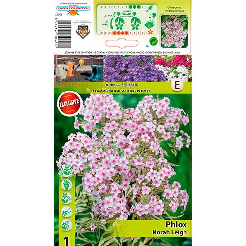 1 db, Lángvirág Nora Leigh - Évelő: Mod de ambalare: 1 db