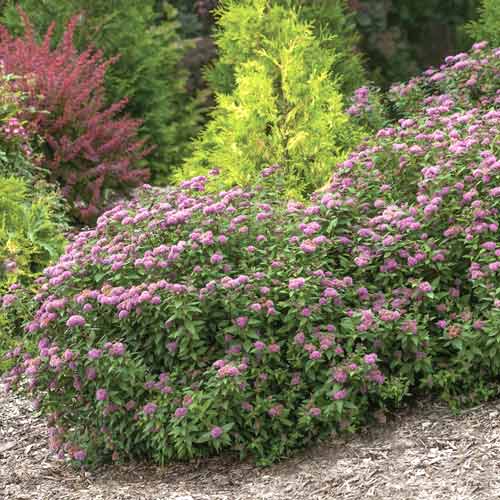 1 db, Gyöngyvessző Double Play Artist , C3 - Palánták: Mod de ambalare: 1 db