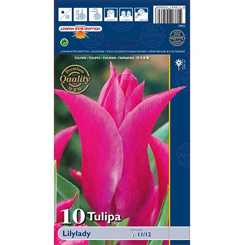 10 db, Tulipán Lilylady - Hagymák: Mod de ambalare: 10 db