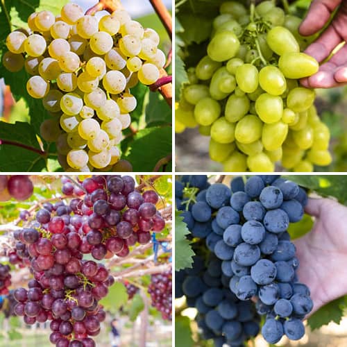 4 db, Promo Set! Sorbet szőlő, 4 fajtából álló csemete készlet - Palánták: Mod de ambalare: 4 db