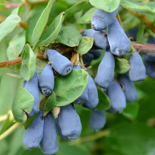 1 db, Mézbogyó Wojtek, P9 - Palánták: Mod de ambalare: 1 db