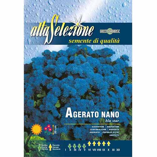 1 szt, Bojtocska törpe Kék Csillag - Magok: Mod de ambalare: 1 db