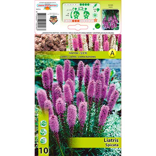 10 db, Díszcsorba (Liatris Spicata) - Évelő: Mod de ambalare: 10 db