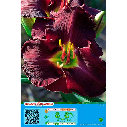 1 db, Sásliliom (Hemerocallis) Double Black - Évelő: Mod de ambalare: 1 db