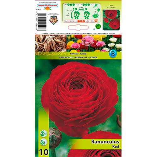 10 Stück, Butterblume rot - Blumenzwiebeln: Ilość w opakowaniu: 10 Stück