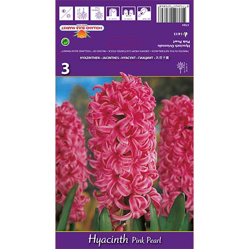 3 Stück, Hyazinthe Pink Pearl - Blumenzwiebeln: Ilość w opakowaniu: 3 Stück