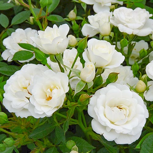 1 Pflanze(n), Rose White Cover - Setzlinge: Ilość w opakowaniu: 1 Pflanze(n)