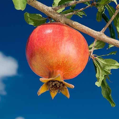 1 Pflanze(n), Granatapfel Wonderful, С2 - Setzlinge: Ilość w opakowaniu: 1 Pflanze(n)