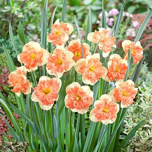 5 Stück, Narzisse Vanilla Peach - Blumenzwiebeln: Ilość w opakowaniu: 5 Stück