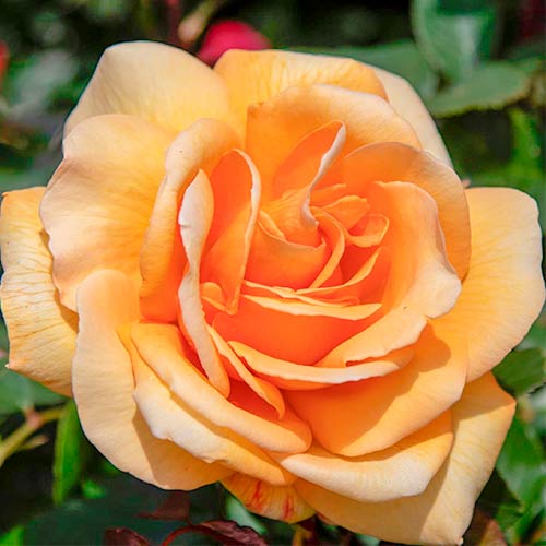 1 Pflanze(n), Großblütige Rose Emozione - Setzlinge: Ilość w opakowaniu: 1 Pflanze(n)