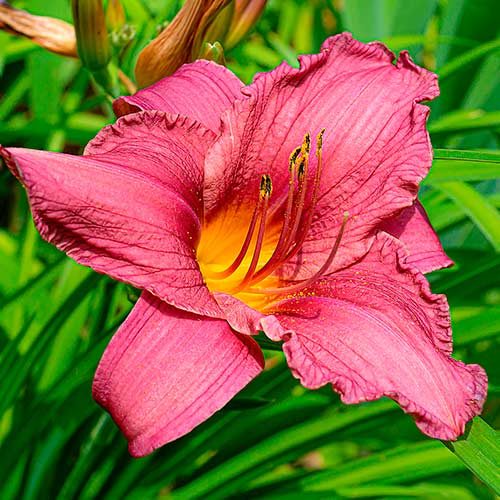 1 szt, Taglilie (Hemerocallis) Dark Pink - Stauden: Ilość w opakowaniu: 1 szt