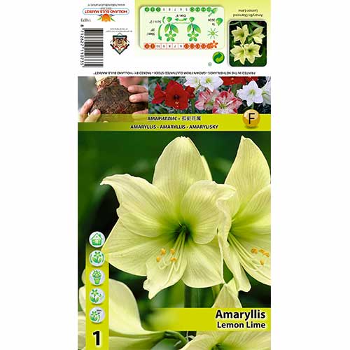 1 Stück, Amaryllis Lemon Lime - Zwiebeln: Ilość w opakowaniu: 1 Stück