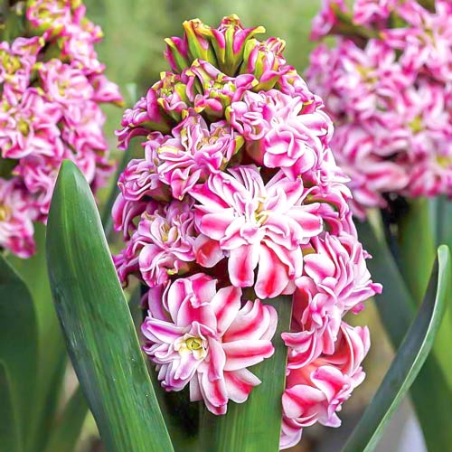 2 Stück, Hyazinthe Eros - Blumenzwiebeln: Ilość w opakowaniu: 2 Stück