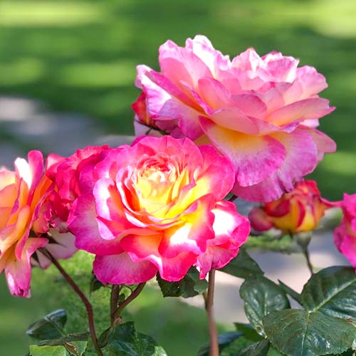 1 szt, Großblumige Rose Gorgeous - Setzlinge: Ilość w opakowaniu: 1 szt