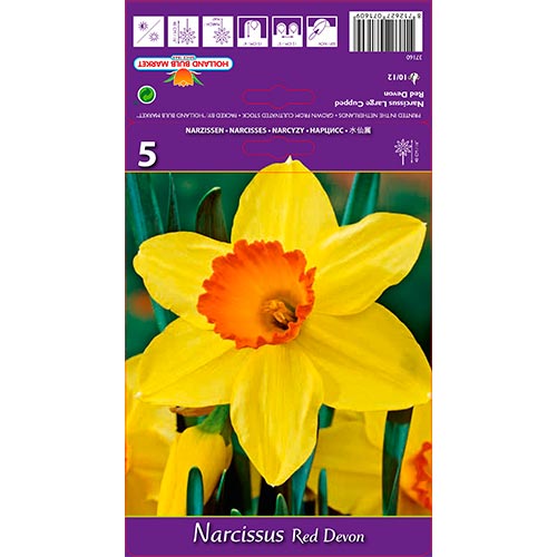 5 Stück, Narzisse Red Devon - Blumenzwiebeln: Ilość w opakowaniu: 5 Stück