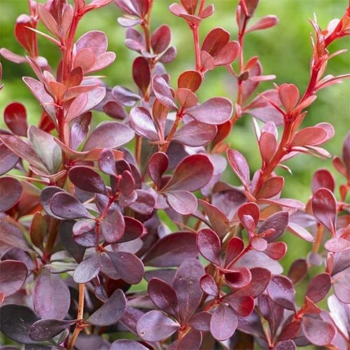 1 none, Berberitze Thunberga Dart's Red Lady, P9 - Setzlinge: Ilość w opakowaniu: 1 none