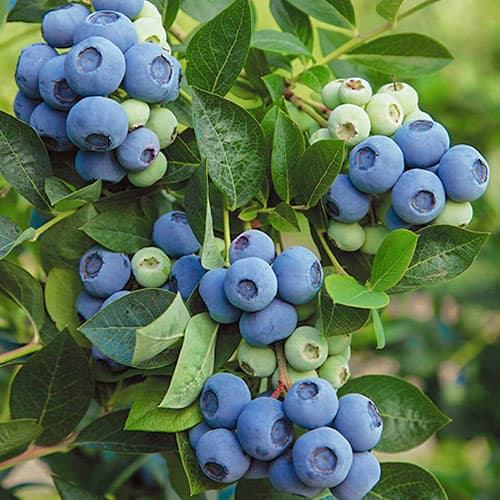 1 Pflanze(n), Heidelbeere Denis Blue - Setzlinge: Ilość w opakowaniu: 1 Pflanze(n)